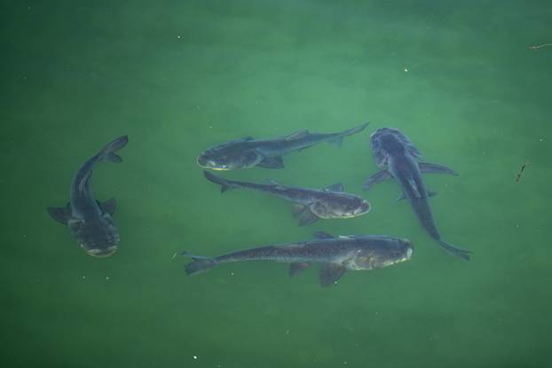 Zagreb: Jato tolstolobika pliva ispod mosta na jezeru Jarun