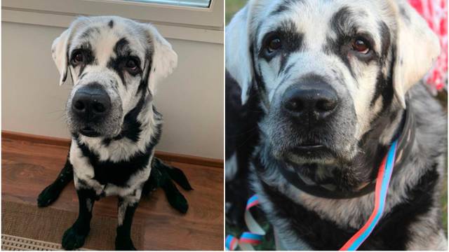 Labrador Blaze ima vitiligo, a 'šareno' krzno osvaja na prvu