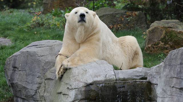 Berlinski zoološki vrt: Uginula polarna medvjedica Katjuscha