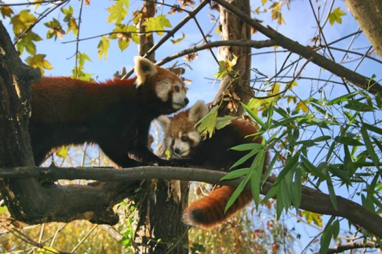 Mladunci pandi iz zagrebačkog ZOO-a: Najviše vole bambus