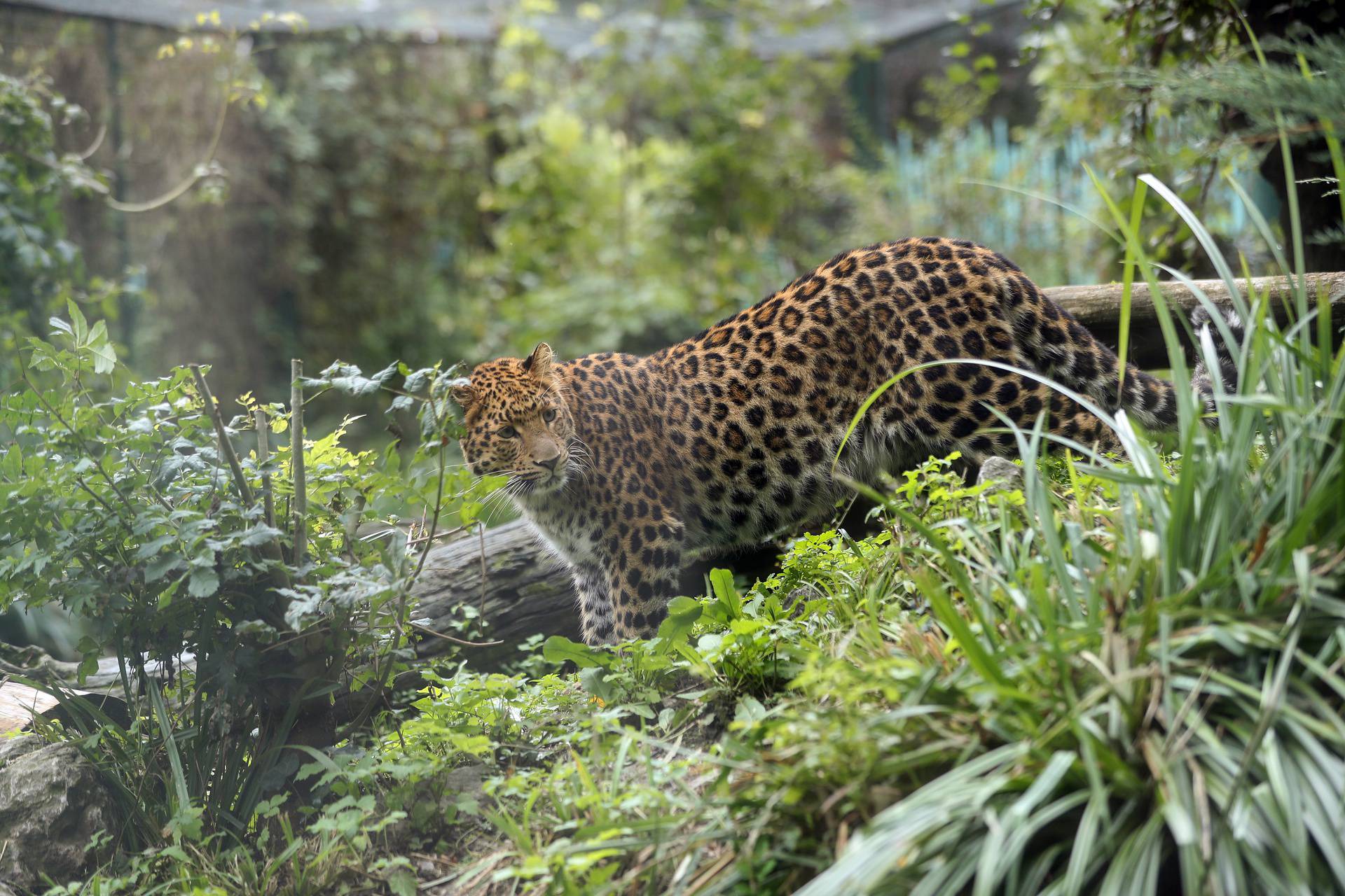 Zagreb: Kineski leopardi Odilia i Tadžik u zoološkom vrtu