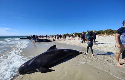 Više od 100 kitova nasukano na obali Australije, spašavaju ih