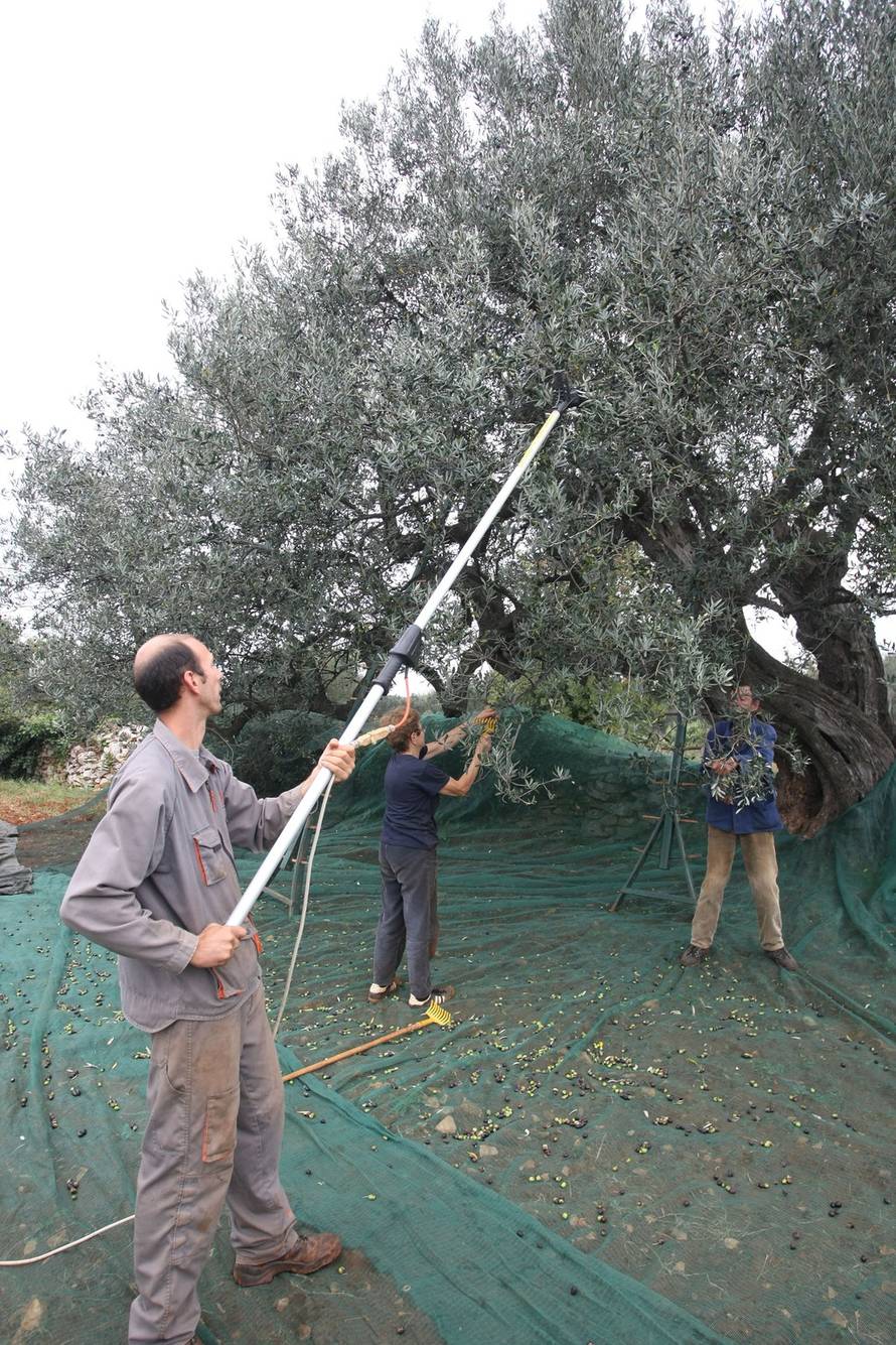 Duško Marušić/PIXSELL