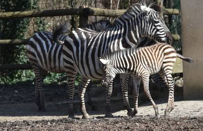 Zebre su u doba korone dobile mlado, a medvjedi još spavaju