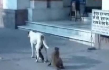 Indija: Majmun s tri noge oteo štene psa na cesti