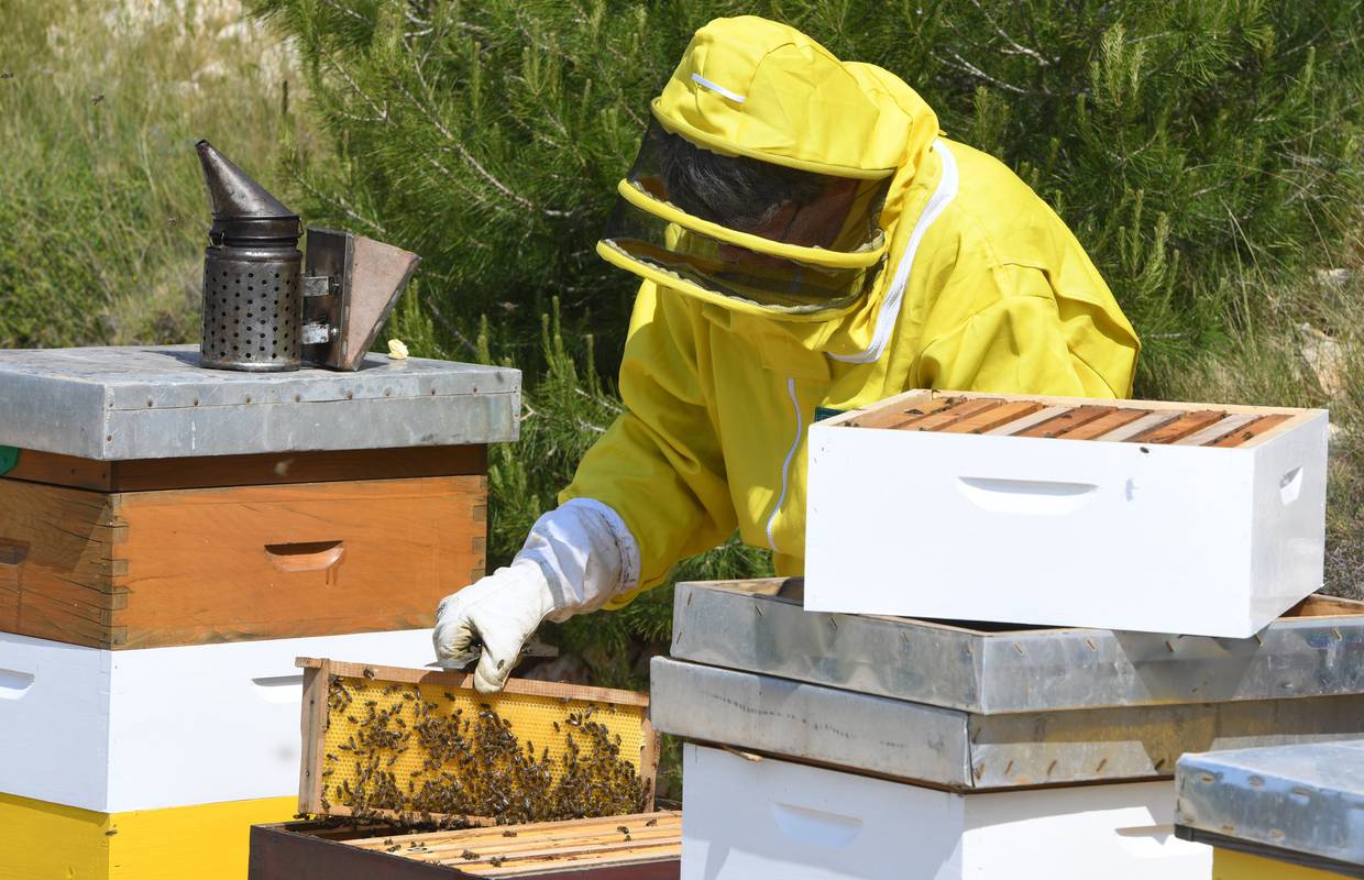 Pčelarima stiže potpora od 1,2 milijuna kuna zbog velikog pomora počela tijekom svibnja
