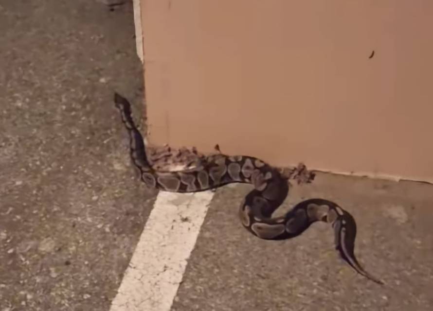 Drama u Zagrebu: Pogledajte kakva je zmijurina zbrisala vlasniku! Pokupio ju prolaznik