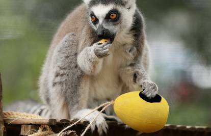 Maleni lemuri razveselili su se šarenim pisanicama 