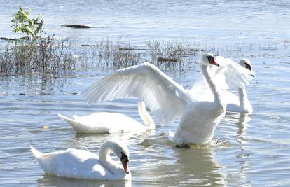 Kod Vukovara našli uginule labudove, imali su ptičju gripu