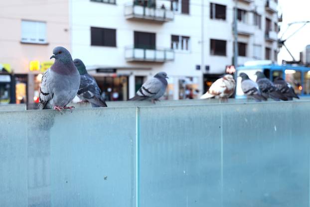 Zagreb. Kvatri&cacute; se svi&dstrok;a samo golubovima