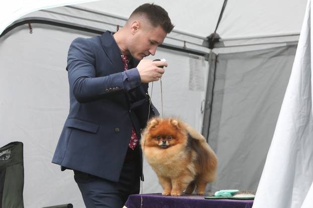 Karlovac: Međunarodna izložba pasa