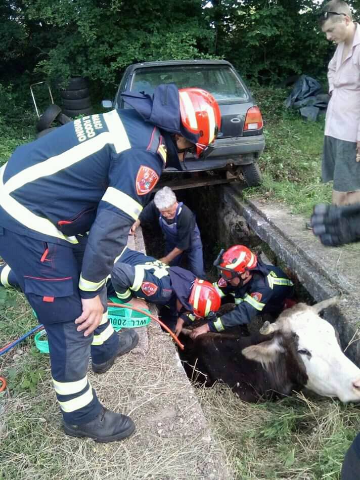 Upala je u kanal za popravak auta: Vatrogasci izvlačili kravu