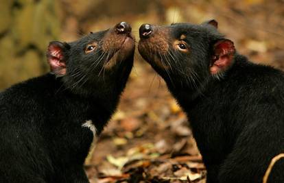 Tasmanijski vragovi oboljeli od raka njuške