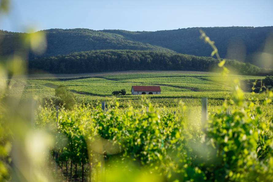 Vino koje morate probati jer je oduševilo vinske znalce – de Gotho graševina 2018.