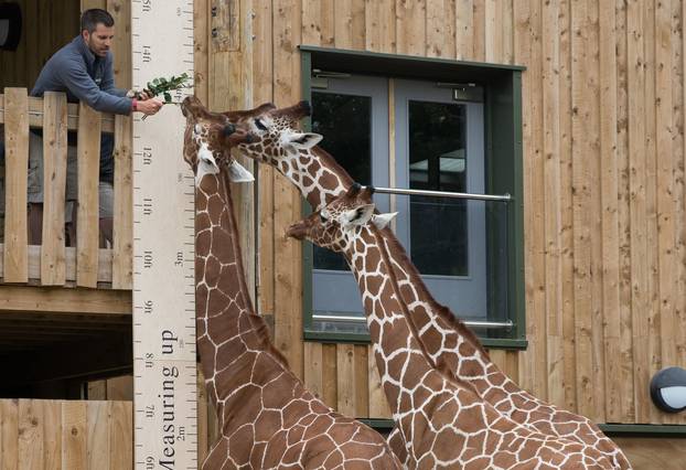 Giraffe measuring