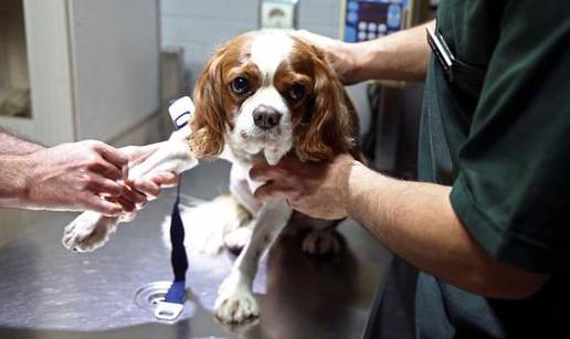 Posvađali se oko veterinara u Zagrebu: Je li i izvan radnog vremena trebao pomoći psu?