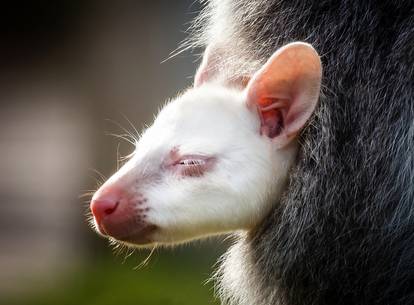 Albino baby wallaby