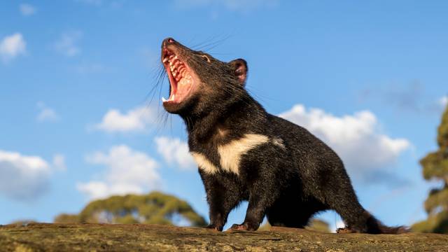 A Tasmanian devil reacts in Australia