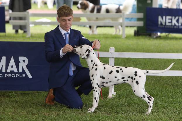 Karlovac: Me?unarodna izložba pasa
