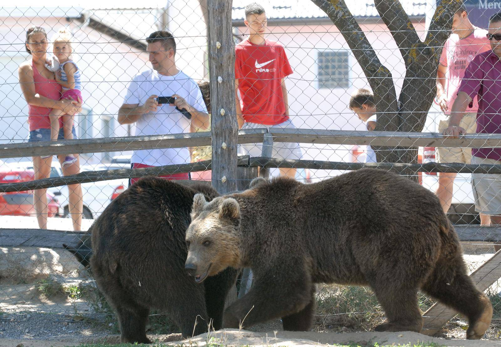 Medvjede koji su iza restorana Macola preselit će u Kuterevo