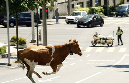 Zbunjena krava izgubila se u centru Lausanne