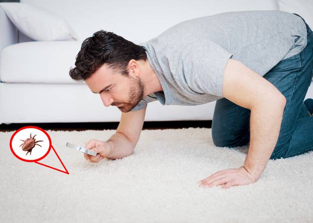 Man checking for carpet dust mites and bug parasites