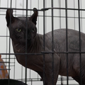 Gangsterska maca: Spasili ju iz zloglasnog meksičkog zatvora