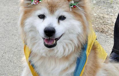 Uginuo je najstariji pas na svijetu: Pusuke je imao 26 god.