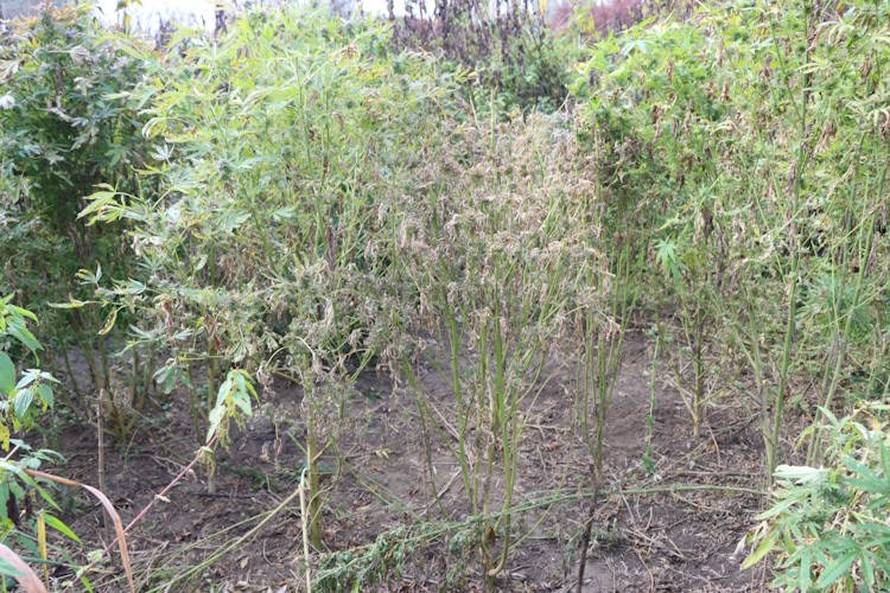 U Zaprešiću uzgajao travu, dilao na Trešnjevci: Policija ulovila još jednog vremešnog dilera