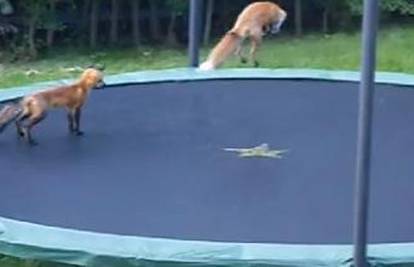 Lisice su slučajno naučile "skakati" na trampolinu