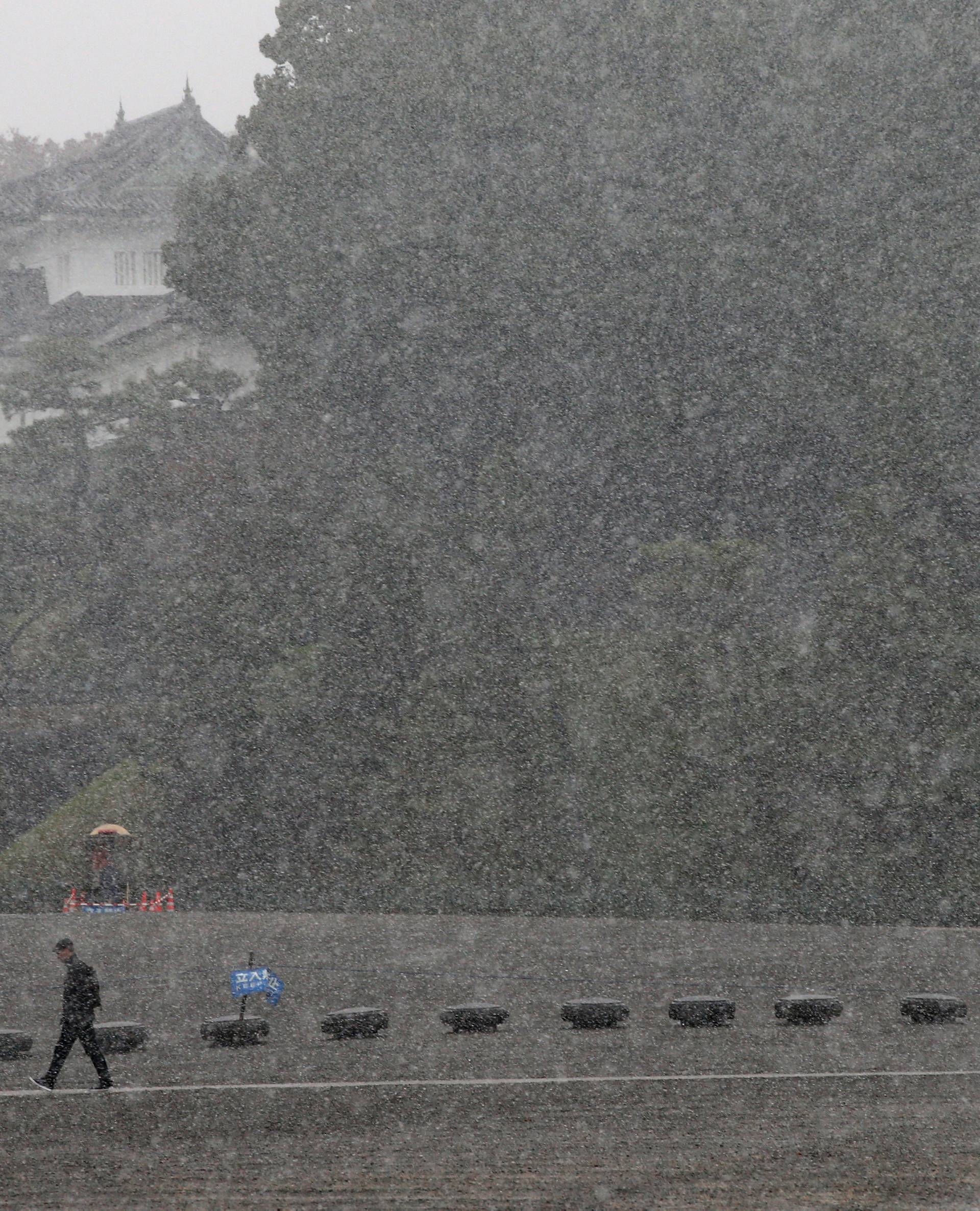 A man walks during the first November snowfall in 54 years in Tokyo, at the Imperial Palace in Tokyo