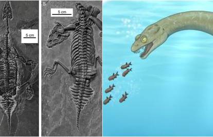 Čudovište iz dubina: Gmaz s velikim zubima živio je na Zemlji prije 240 milijuna godina