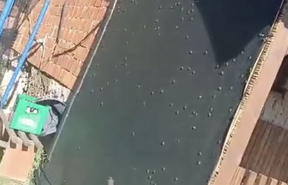 VIDEO Velika najezda smrdljivih martina u Okučanima: 'Sve se crni, u kosi ih pronađem deset'