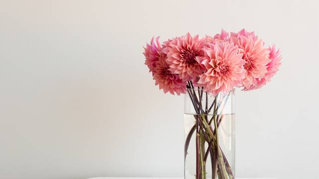 Pink dahlias in glass vase on table