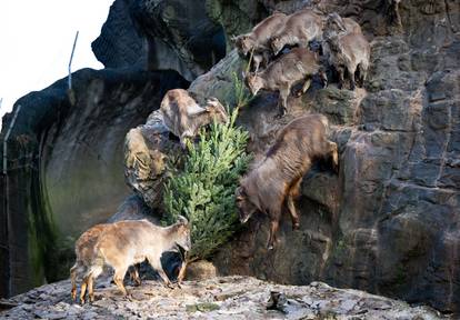 Boži?na drvca za životinje u zoološkom vrtu Hagenbeck