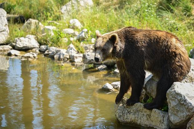 Zagreb: Životinje u Zoološkom vrtu odmaraju tijekom vrućina