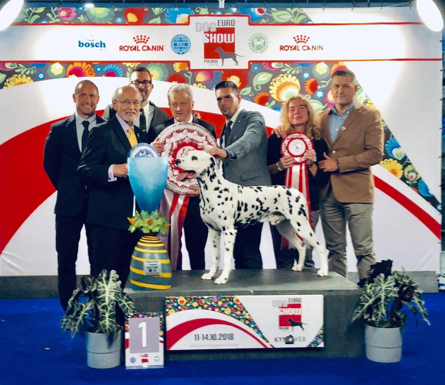 Najljepši pas u Europi je Dudu, dalmatinski pas iz Hrvatske!