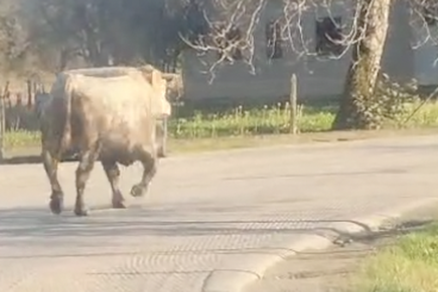 Bik težak oko 800 kilograma, pobjegao je u ponedjeljak s farme Agro Gašper u Ježevu