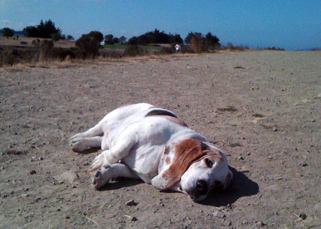 Facebook/George, the Very Tired Basset Hound
