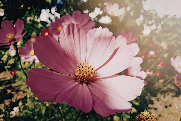 FOTO Za balkon kao iz časopisa: 20 vrsta cvijeća za 'wow' efekt