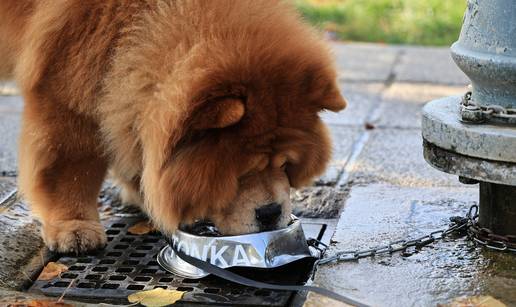 Diljem Zagreba postavljene posudice za pse: Iza ove akcije stoji inženjer strojarstva