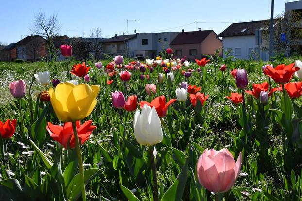 Slavonski Brod: Šarene cvjetne gredice rascvjetalih tulipana svojom ljepotom krase gradske parkove