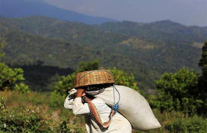 Znanstvenici: Klimatske promjene povećavaju pritisak na uzgajivače kave u svijetu