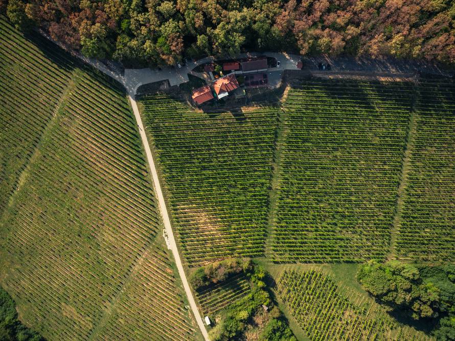 CAI FERIČANCI 2025: Slavonija u punom galopu: konjičko natjecanje, vino i doživljaji!