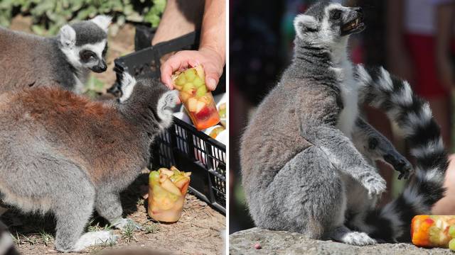 VIDEO I njima treba osvježenje od vrućina! U zagrebačkom ZOO-u lemuri dobili sladolede...