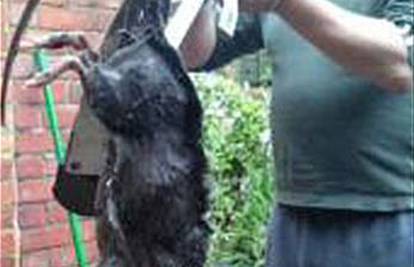 Britance napadaju štakori divovi od 80 centimetara