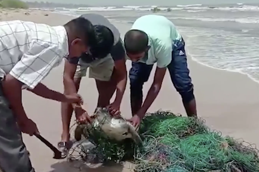 Spasili kornjače koje su se zaplele u mreži