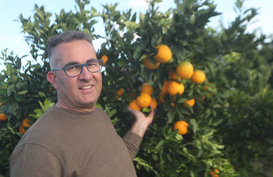 Berba agruma u Opuzenu