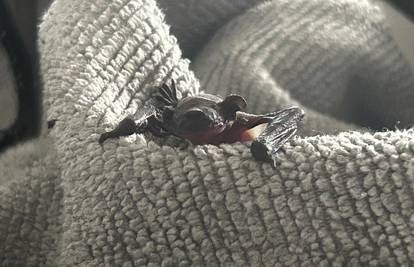 Jeste li ih vi vidjeli? Iz Dumovca poslali apel građanima: 'Ne uzimajte ih. Mama ih traži...'