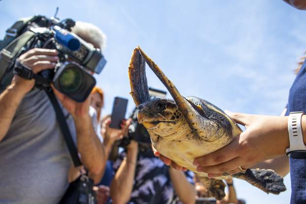 Pula: U more vraćena Victorija, oporavljena jedinka glavate želve